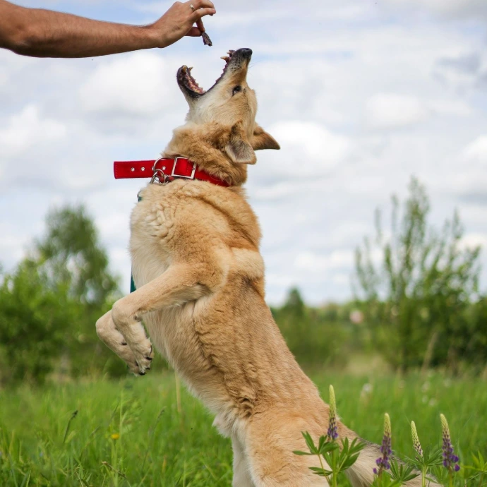 A dog leaps to catch a treat.